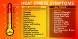 Heat Stress Awareness - Heat Stress Symptoms Heat Stress Banner
